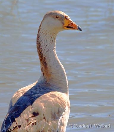 Goose Head_30708.jpg - Photographed in Port Lavaca, Texas, USA.